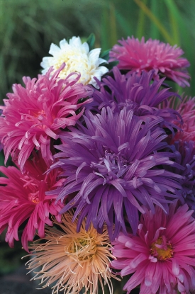 Picture of Aster - Ostrich Plume Mixed